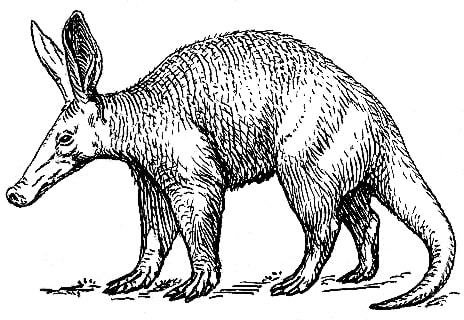 Aardvark.