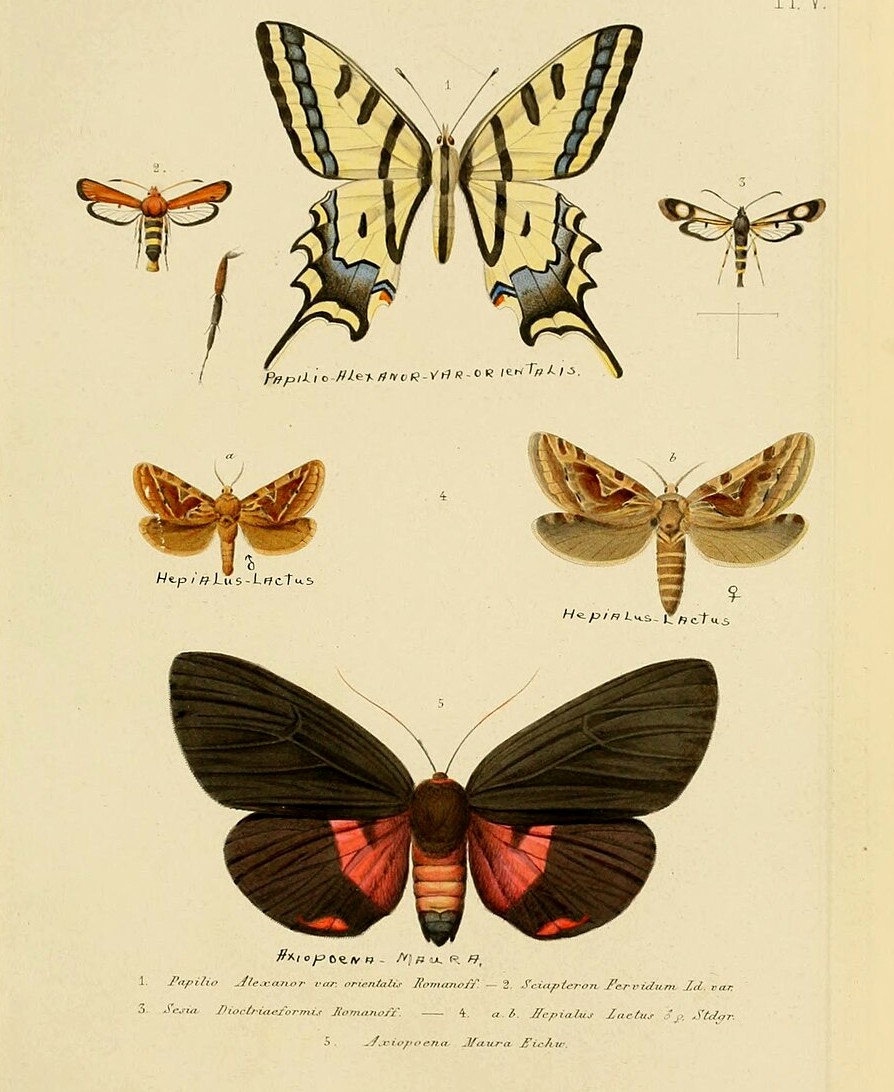 Романов Н. М. Mémoires sur les lépidoptères. 1884. Одна из страниц.