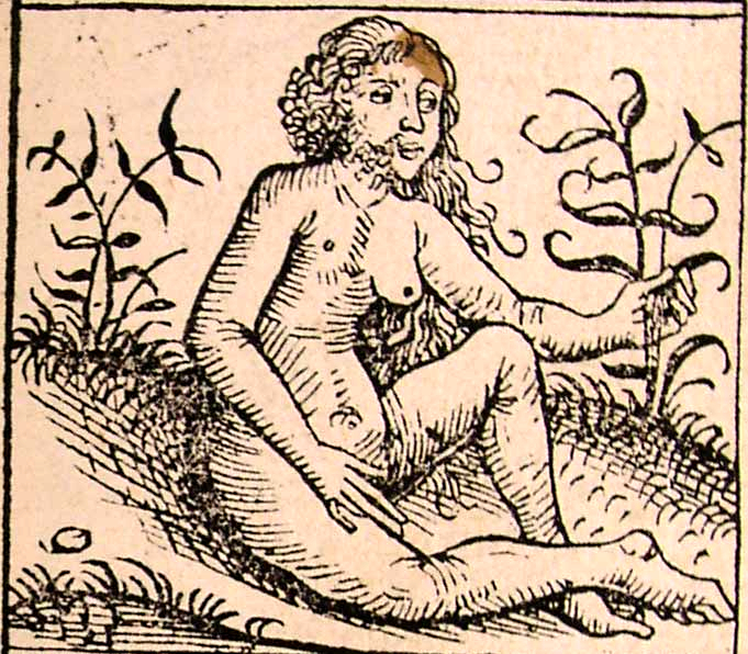 Androgyn. Hartmann Schedel, ilustracja z „Kroniki norymberskiej", 1493
